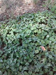 Calyptocarpus vialis