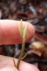Beilschmiedia tarairi