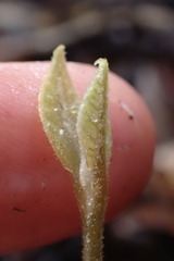 Beilschmiedia tarairi