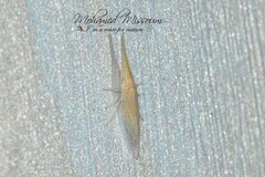 Paradorydium paradoxum