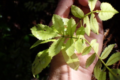 Pterophylla sylvicola