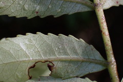 Pterophylla sylvicola