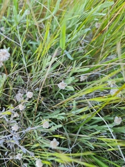 Calocephalus lacteus