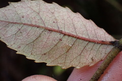 Pterophylla sylvicola