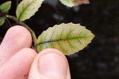 Pterophylla sylvicola