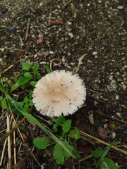 Candolleomyces candolleanus