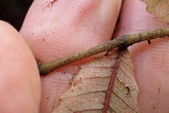 Pterophylla sylvicola