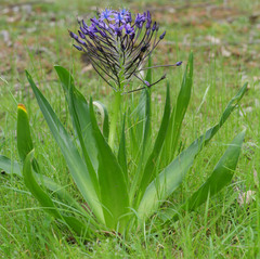 Scilla peruviana