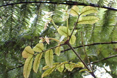 Pterophylla sylvicola