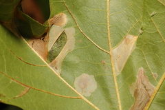 Phyllonorycter platani