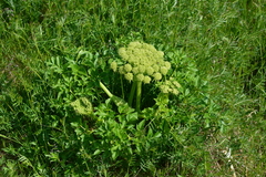 Angelica gmelinii