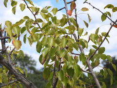 Pyrus bourgaeana