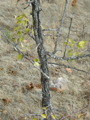 Pyrus bourgaeana