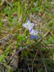 Veronica gracilis