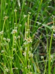 Isolepis