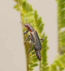 Lemidia maculicollis