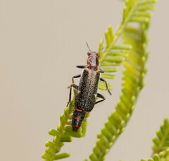 Lemidia maculicollis