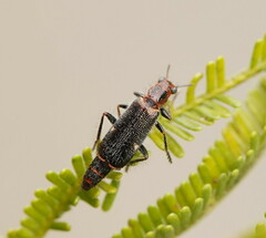 Lemidia maculicollis