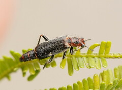 Lemidia maculicollis