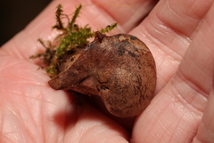 Humaria hemisphaerica