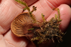 Humaria hemisphaerica