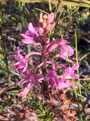 Dipodium roseum