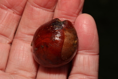 Humaria hemisphaerica