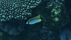 Chaetodon trifascialis