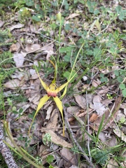 Caladenia pectinata