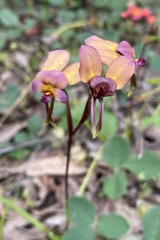 Diuris longifolia