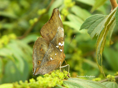 Doleschallia bisaltide