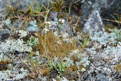 Antennaria friesiana
