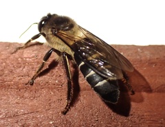 Apis dorsata binghami