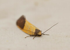 Merocroca automima