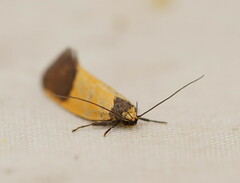 Merocroca automima