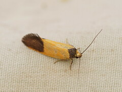 Merocroca automima