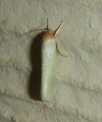 Earias