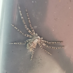 Philodromus margaritatus