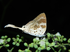 Bindahara moorei
