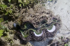 Tridacna squamosa