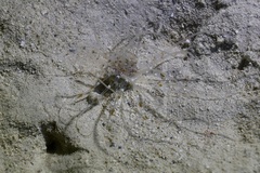 Isarachnanthus bandanensis