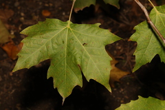 Platanus × hispanica