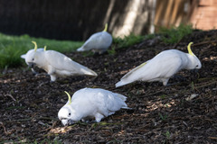 Cacatua galerita galerita