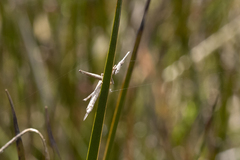 Vandiemenella viatica