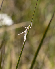 Vandiemenella viatica