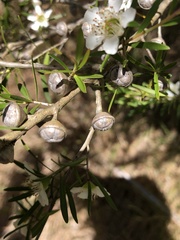 Leptospermum polygalifolium