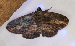 Anisoneura salebrosa