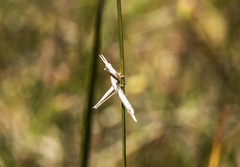 Vandiemenella viatica