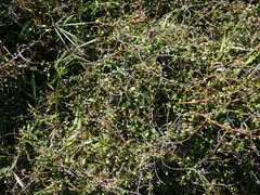 Muehlenbeckia complexa complexa