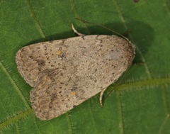 Athetis bremusa